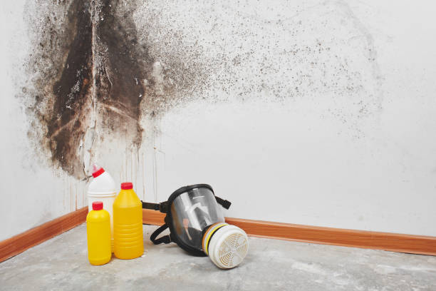 Best Health and Safety Mold Remediation in Spring, TX