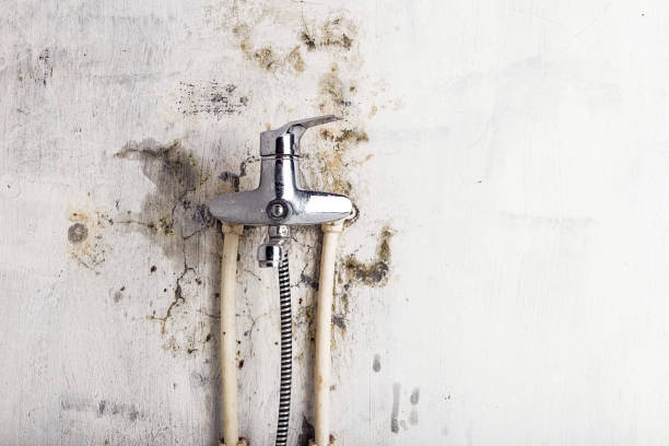 Best Emergency Mold Remediation in Spring, TX