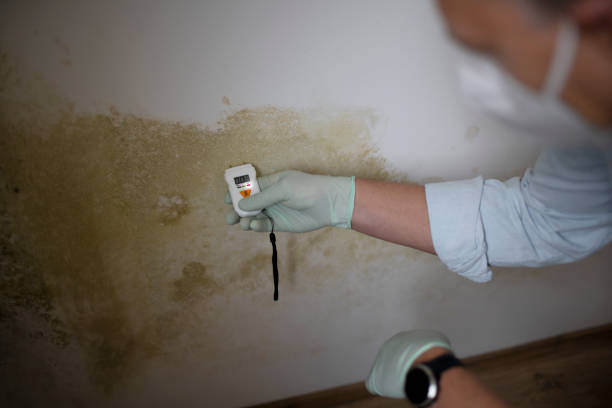 Best Localized Mold Remediation (e.g., coastal areas, humid climates) in Spring, TX