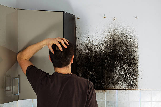 Best Industrial Mold Remediation in Spring, TX