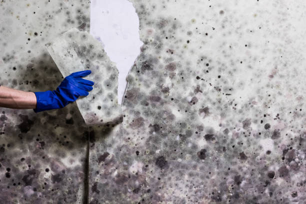 Best Post-Flood Mold Remediation in Spring, TX