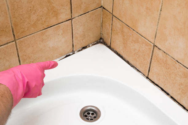 Best DIY Mold Remediation Support Services in Spring, TX